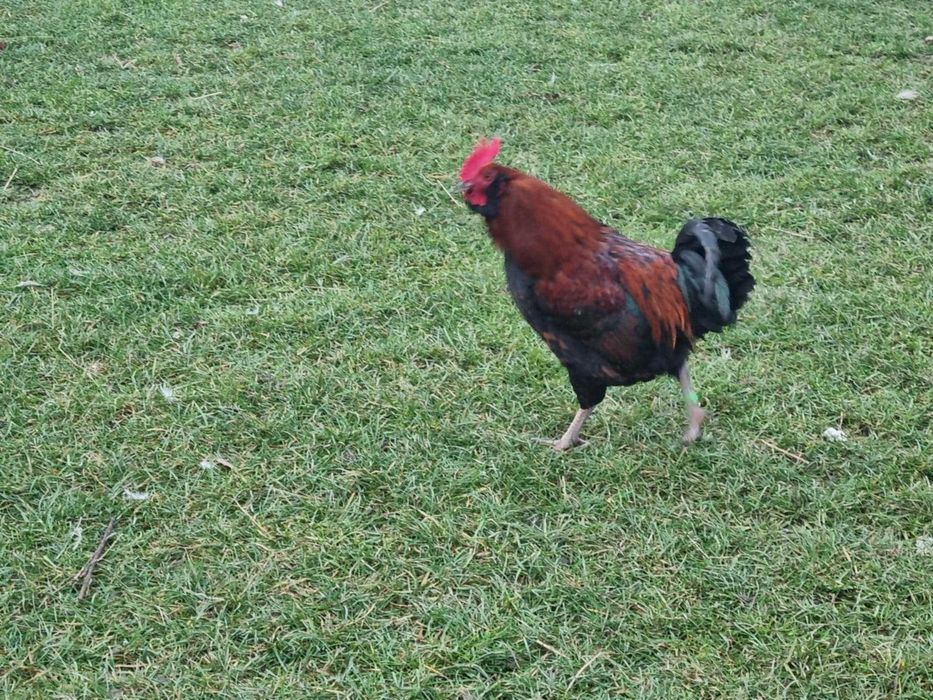 Sprzedam lub wymienie koguty liliputy  z czerwca