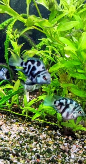 Sprzedam Pielęgnica Papuzia Blue Tiger