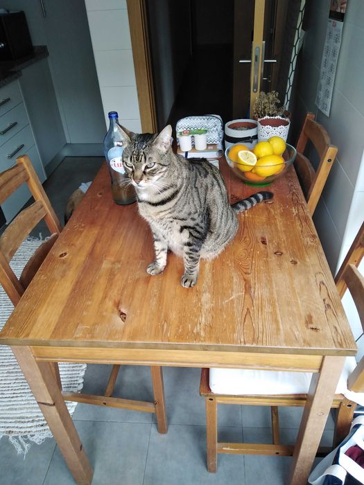 1 Mesa refeição e 4 cadeiras com almofadas