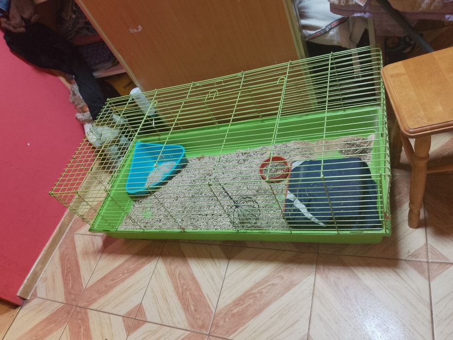 Świnki morskie i klatka