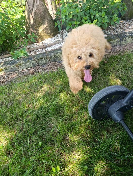 piękna suczka Cavapoo