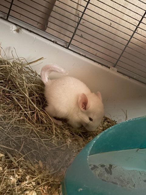 Oddam Samiec szynszyl