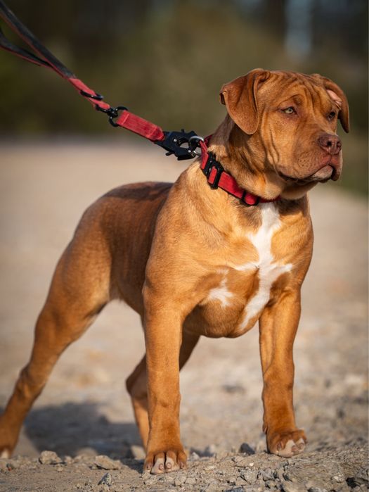 American Bully XL  Opcja Na Kolanka!