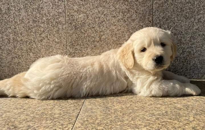 Golden Retriever de ótima linhagem