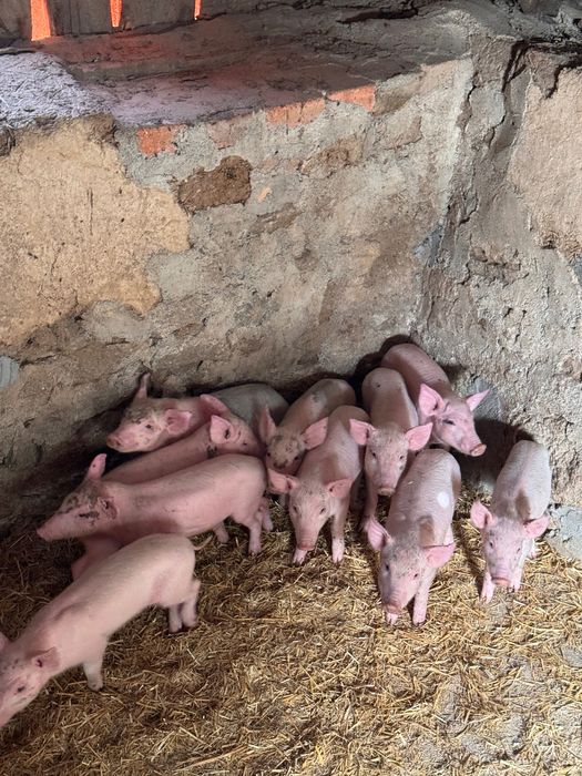 Продам поросят різного віку різної ваги 100 грн/кг