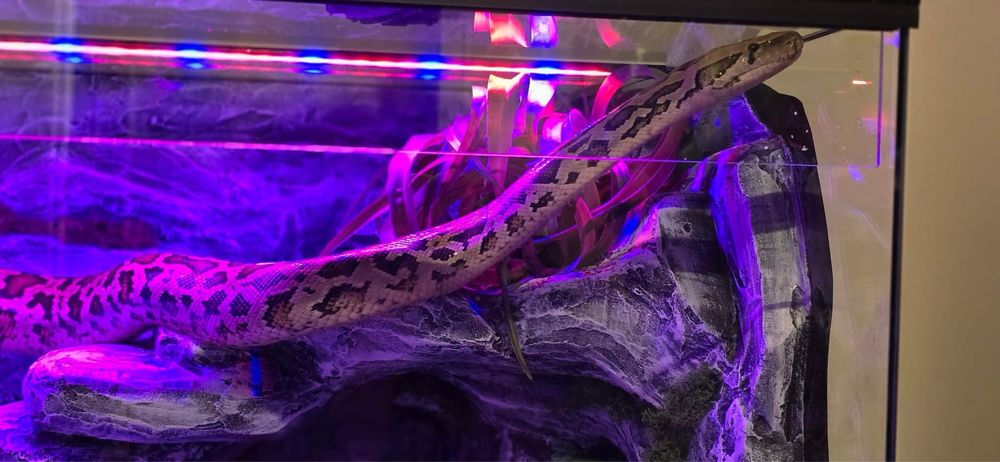 Terrarium dla weza GIGANT