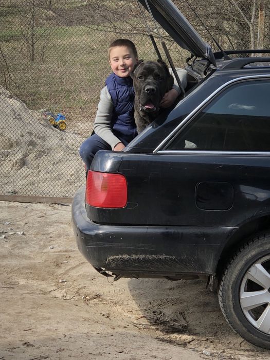 Гарнющій кабель КанеКорсо  шукає пару