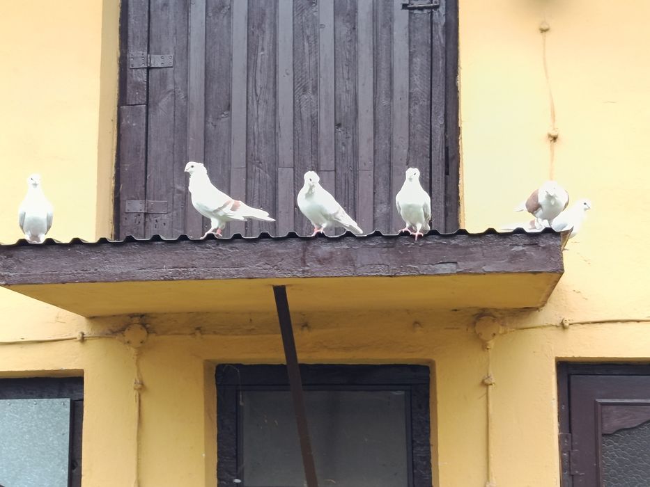 Sprzedam gołębie mewki