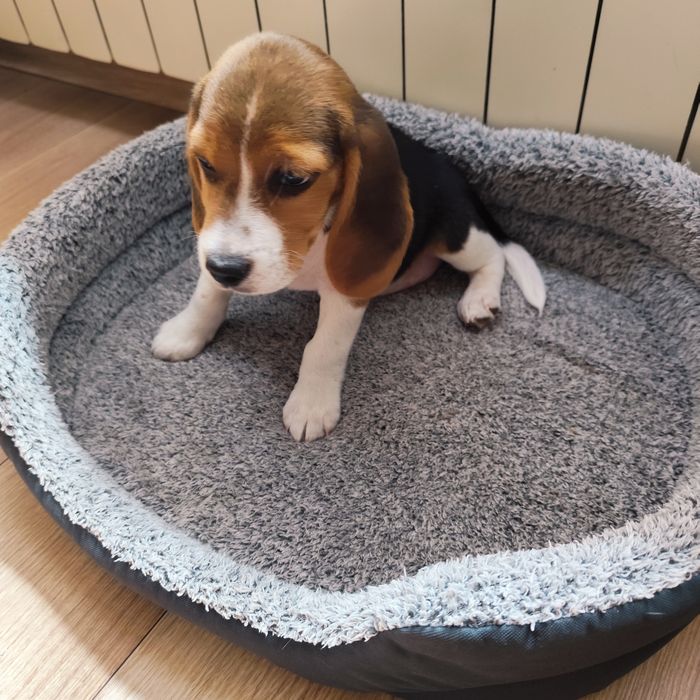 Szczeniak Suczka beagla