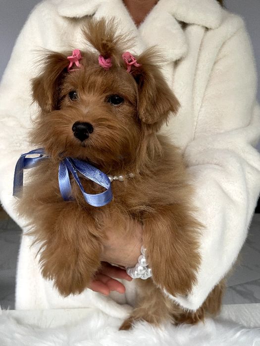 Помапу — Дівчатка-пухнастики з міжнародним паспортом