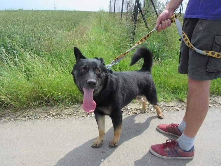 Kochany pies Filar szuka domu! Do adopcji !