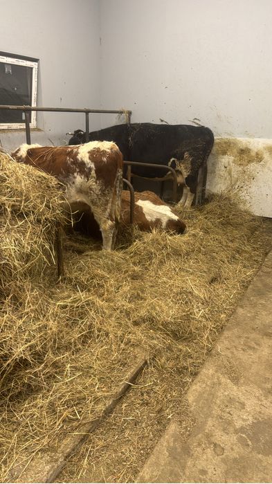 Sprzedam  krowy cielne