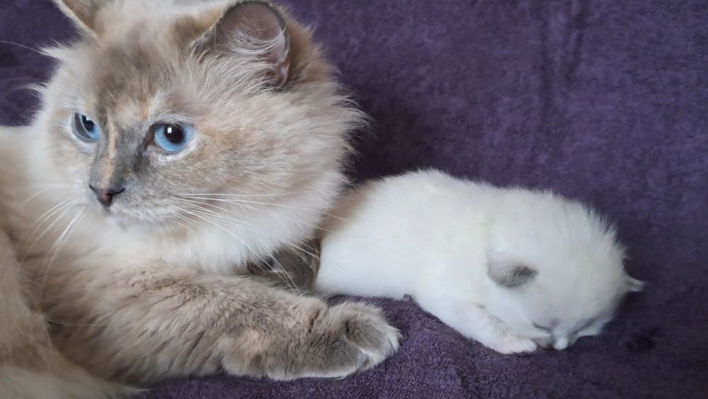 Кошеня невська маскарадна . Попереднє бронювання