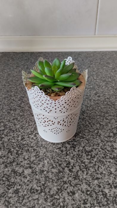 Plantas e vasos vários