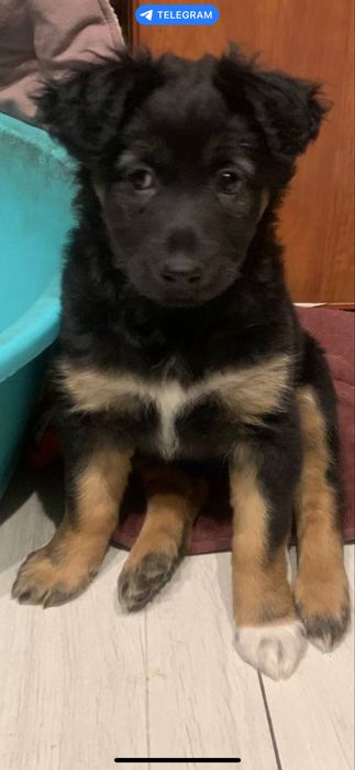 Цуценя дівчинка- красуня!