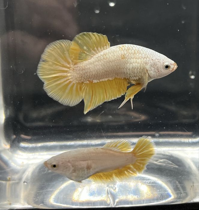 Casal betta splendens