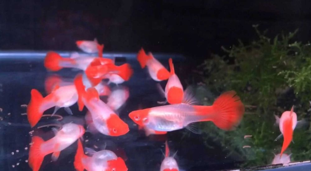 Gupik odmiana PANDA RED - Poecilia reticulata - dowozimy, wysyłamy