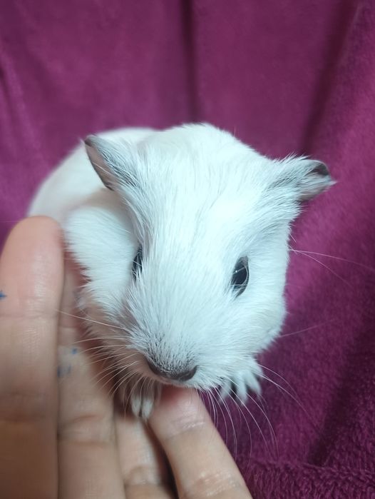 Каліфорнійські морські свинки (Мурчики)