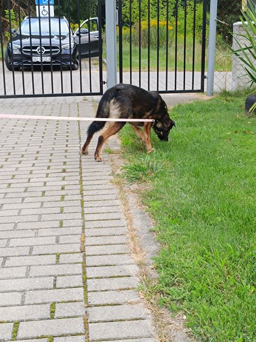 Gapcio do pilnej adopcji!