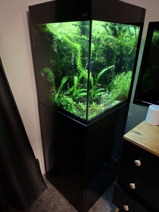 Akwarium Aquael 50x50x63