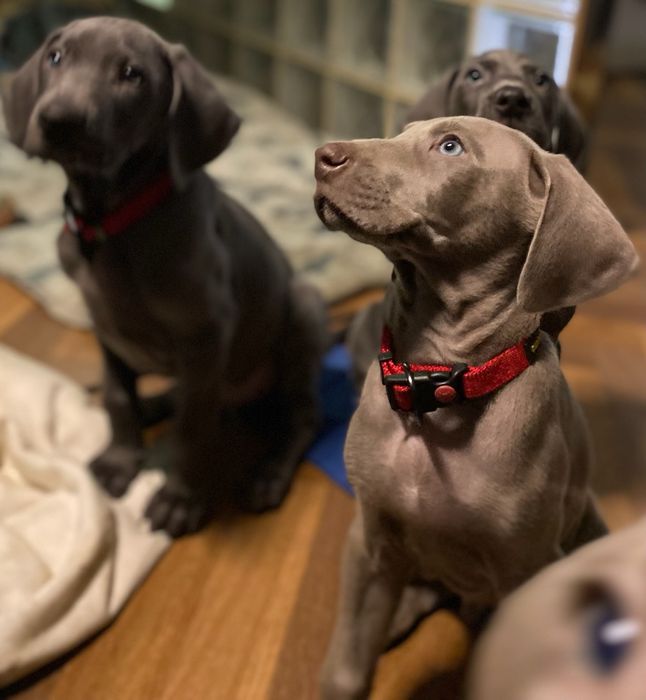 Wyżeł Wajmarski piesek na sprzedaż