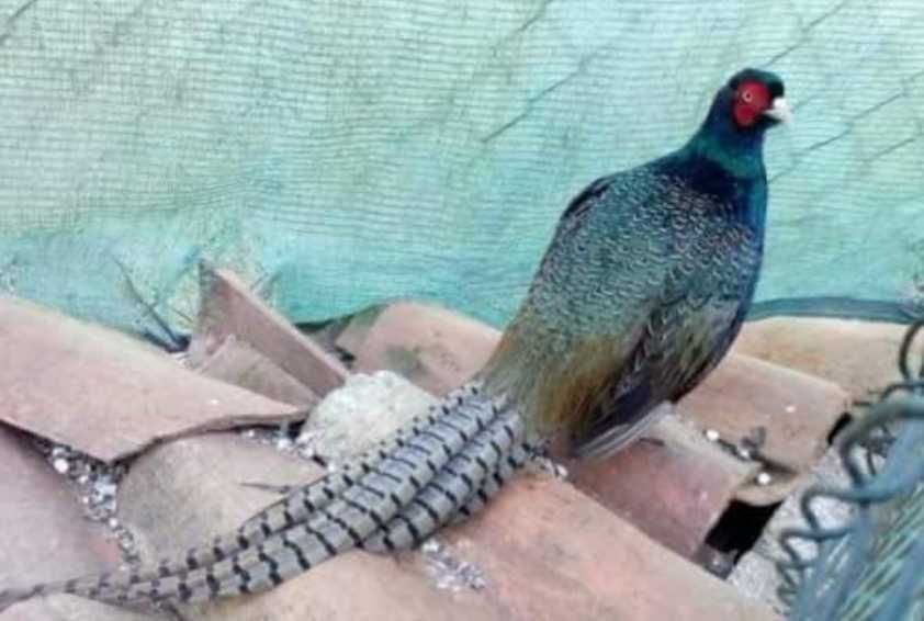 Ovos para incubação das seguintes aves...