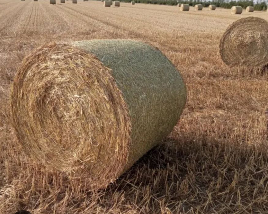 Słoma tegoroczna, zboże