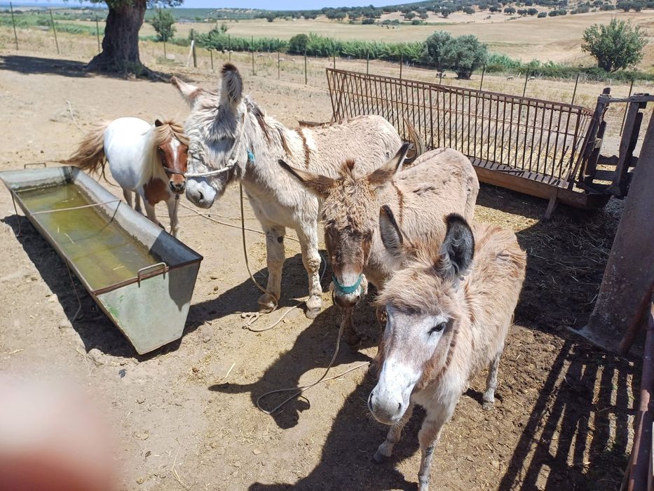 Vende-se casal de burros com filhote e um ponei