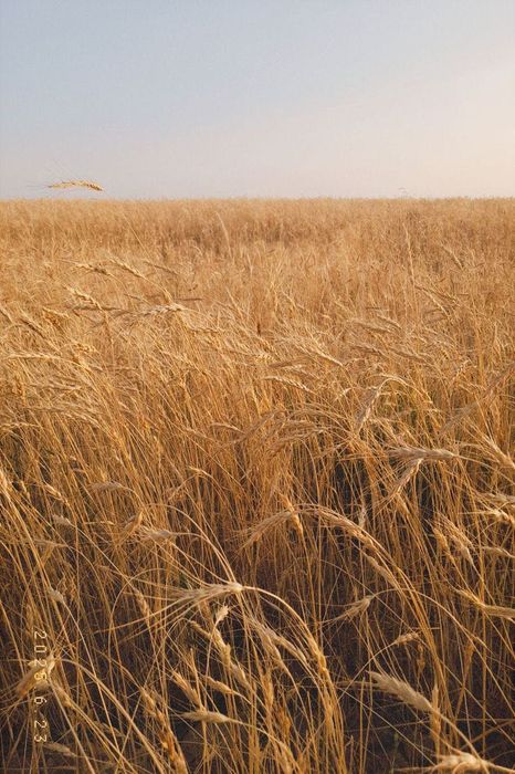 Продам пай у Вінницькій області