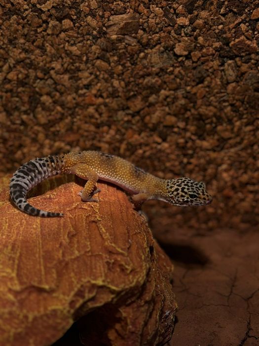 Gekon lamparci Samiec