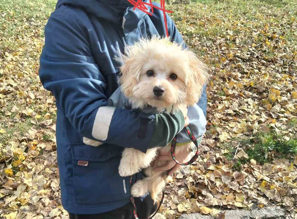 Золотий хлопчик мальтіпу