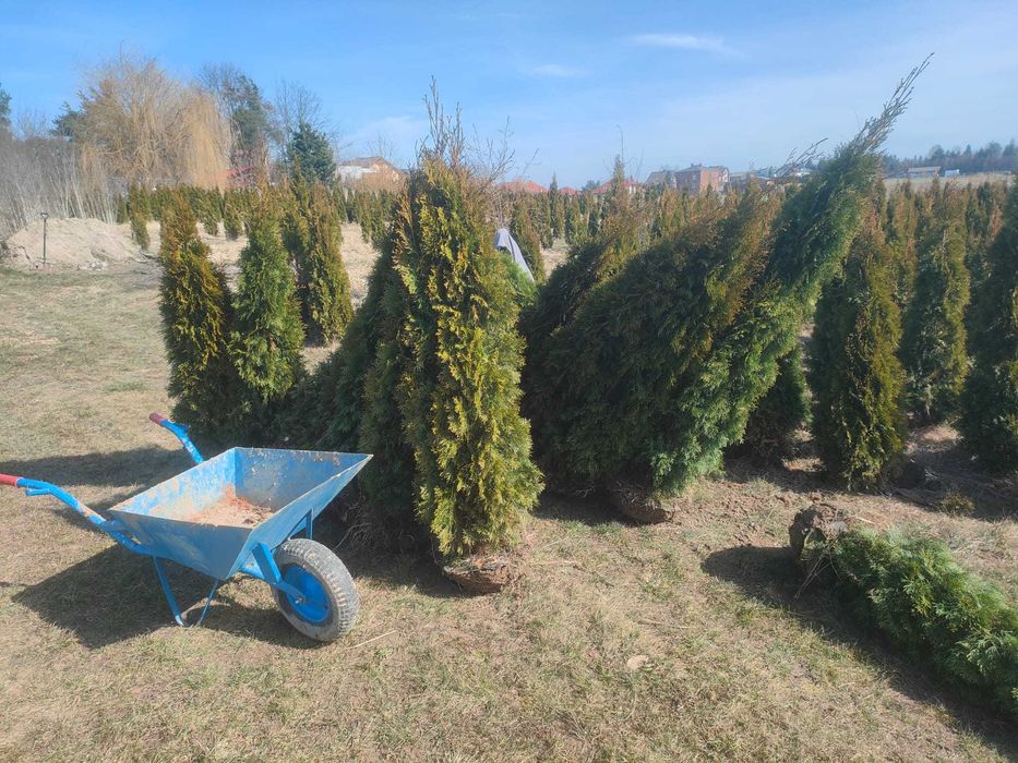 Tuje szmaragd dostawa/sadzenie