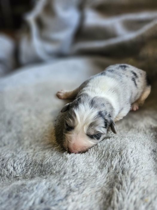 Suczka Border Collie ZKwP FCI Blue Merle
