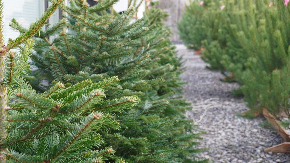 Продаж Ялиць Нордмана Данія жива від 1,5 метра до 2,20 метрів