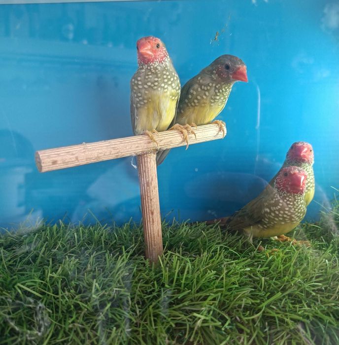 Diamantes Estrela e Diamantes Modesto(reservados) | Aves Exóticas | Torres Vedras