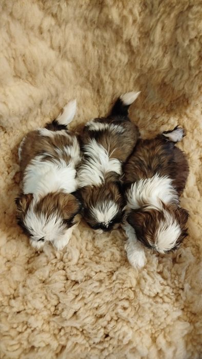 Szczeniak rasy Shih tzu