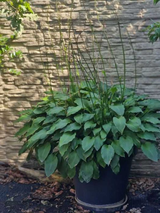 Ogromna Hosta (Funkia) z donicą 75L | Dorodna, 3-letnia, zimująca