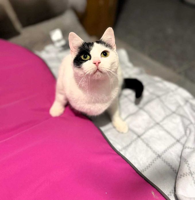 Łatka - urocza, drobna kotka do adopcji