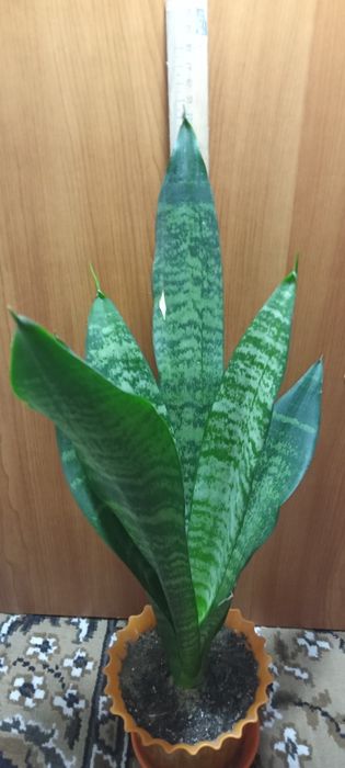 Комнатные цветы...