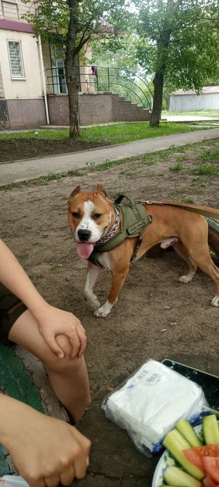 Отдам собаку в хорошие руки