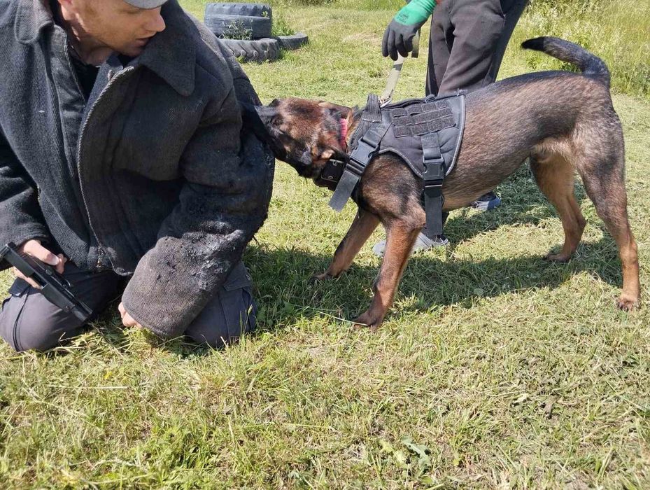 Продаж щенят та підростків бельгійської та голландської вівчарки.
