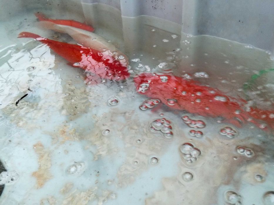 Peixes vermelhos XXL para lagos