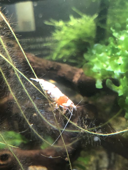 Camaroes  caridinas crystal red