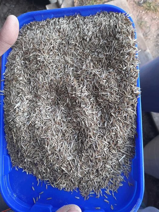 miesznka traw słabe gleby kupkówka kostrzewa koniczyna ziarno tymotka