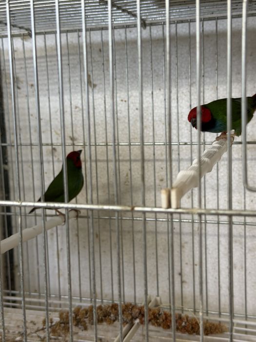 Para ceder mandarins, e aves afinanas como , peito celeste , pytilia, cremesim etc…