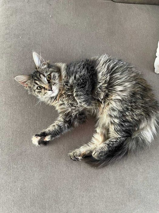 Кися в поиске любящей семьи!