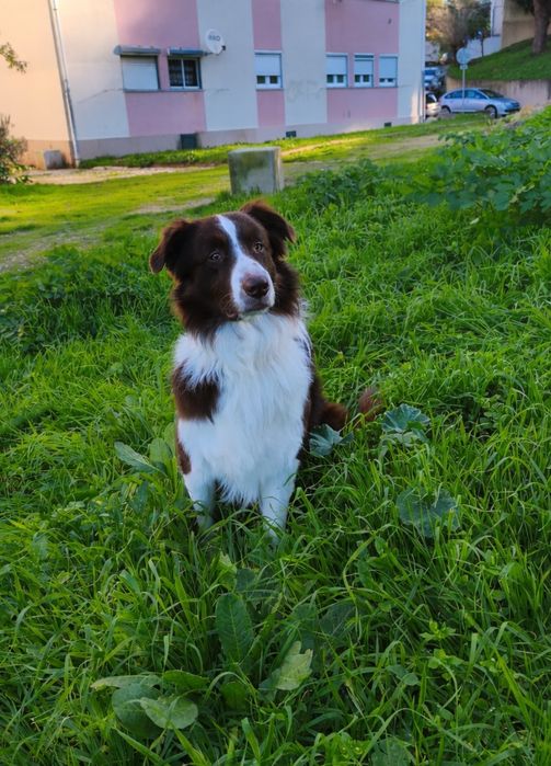 Border Collie castanho e branco 2 anos