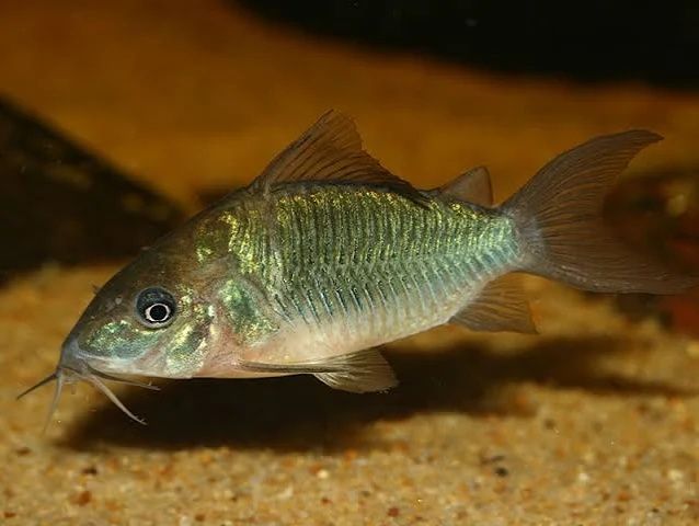 Kirysek szmaragdowy Bronchis splendes