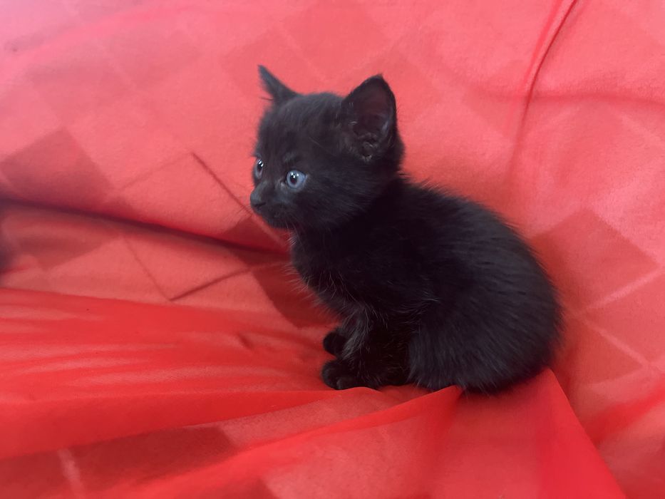 Маленький котенок мальчик в добрые руки