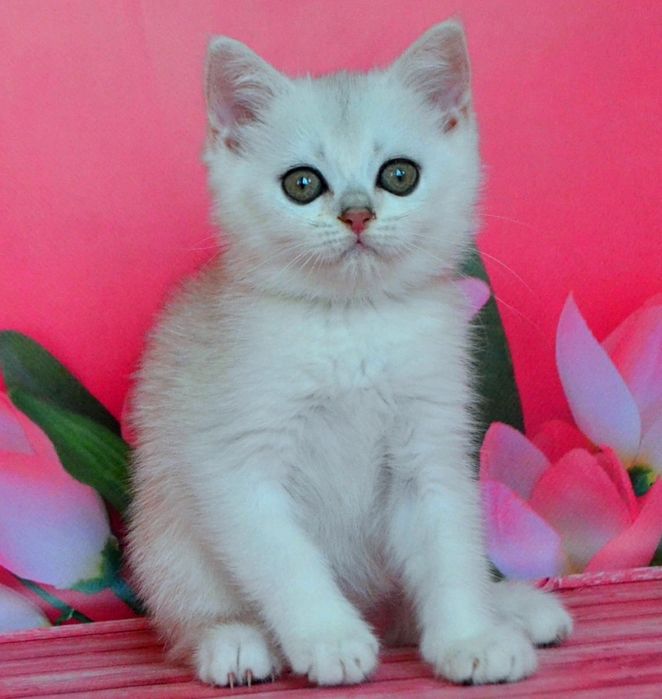 Котята серебристая шиншилла